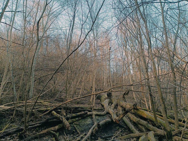 img 20250309 img 20250309