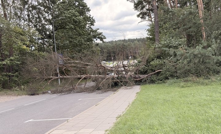 medis užvirtes ant automobilio1