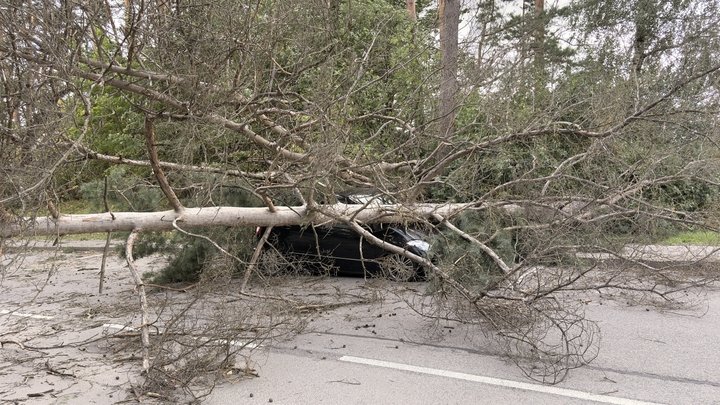medis užvirtes ant automobilio2