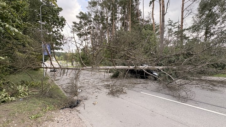 medis užvirtes ant automobilio3