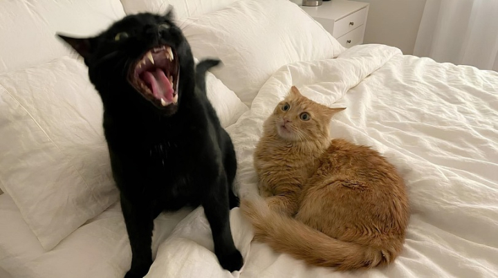 piktas juodas katinas